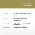 Хризантема мультифлора Bransound Lemon (срез/5шт) — что приедет