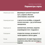 Хризантема мультифлора Bransound Magenta (0,1л) — параметры сорта