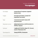 Хризантема мультифлора Bransound Magenta (0,1л) — что приедет