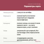 Хризантема мультифлора Bransound Magenta (0,1л) — параметры сорта