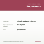 Хризантема мультифлора Bransound Magenta (срез/5шт) — как укоренить черенок