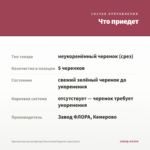 Хризантема мультифлора Bransound Magenta (срез/5шт) — что приедет