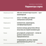 Хризантема мультифлора Bransound Magenta (срез/5шт) — параметры сорта