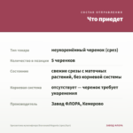 Хризантема мультифлора Bransound Magenta (срез/5шт) — что приедет