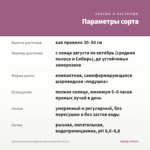 Хризантема мультифлора Bransound Pink (0,1л) — параметры сорта