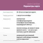 Хризантема мультифлора Bransound Pink (0,1л) — параметры сорта