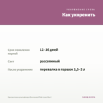 Хризантема мультифлора Bransound Pink (срез/5шт) — как укоренить черенок