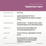 Хризантема мультифлора Bransound Pink (срез/5шт) — параметры сорта