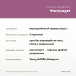 Хризантема мультифлора Bransound Pink (срез/5шт) — что приедет