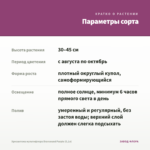 Хризантема мультифлора Bransound Purple (0,1л) — параметры сорта