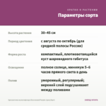 Хризантема мультифлора Bransound Purple (срез/5шт) — параметры сорта