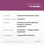 Хризантема мультифлора Bransound Purple (срез/5шт) — что приедет