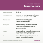Хризантема мультифлора Bransound Purple (срез/5шт) — параметры сорта