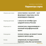 Хризантема мультифлора DayBreak Appleblossom Yellow — параметры сорта
