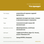 Хризантема мультифлора DayBreak Appleblossom Yellow — что приедет