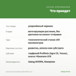 Хризантема мультифлора Ditto White (0,1л) — что приедет