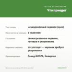 Хризантема мультифлора Ditto White (срез/5шт) — что приедет