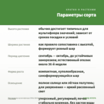 Хризантема мультифлора Ditto White (срез/5шт) — параметры сорта