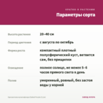 Хризантема мультифлора Elated Purple (0,1л) — параметры сорта