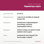 Хризантема мультифлора Elated Purple (срез/5шт) — параметры сорта