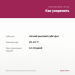 Хризантема мультифлора Elated Purple (срез/5шт) — как укоренить черенок