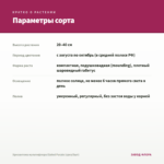 Хризантема мультифлора Elated Purple (срез/5шт) — параметры сорта