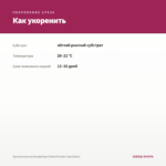 Хризантема мультифлора Elated Purple (срез/5шт) — как укоренить черенок