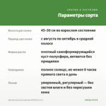 Хризантема мультифлора Elf White (0,1л) — параметры сорта