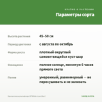 Хризантема мультифлора Elf White (срез/5шт) — параметры сорта
