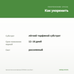 Хризантема мультифлора Elf White (срез/5шт) — как укоренить черенок