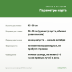 Хризантема мультифлора Elf White (срез/5шт) — параметры сорта