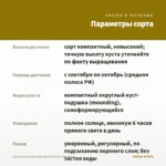 Хризантема мультифлора Elf Yellow (срез/5шт) — параметры сорта