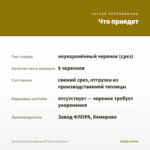 Хризантема мультифлора Elf Yellow (срез/5шт) — что приедет