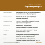 Хризантема мультифлора Flame Bicolor (0,1л) — параметры сорта