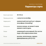 Хризантема мультифлора Flame Bicolor (0,1л) — параметры сорта