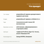 Хризантема мультифлора Flame Bicolor (0,1л) — что приедет
