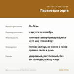 Хризантема мультифлора Flame Bicolor (срез/5шт) — параметры сорта