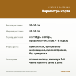 Хризантема мультифлора Flame Bicolor (срез/5шт) — параметры сорта