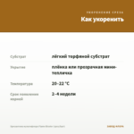 Хризантема мультифлора Flame Bicolor (срез/5шт) — как укоренить черенок