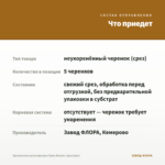 Хризантема мультифлора Flame Bicolor (срез/5шт) — что приедет