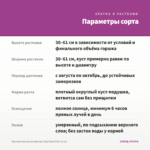 Хризантема мультифлора Gigi Dark Pink (0,1л) — параметры сорта