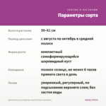 Хризантема мультифлора Gigi Dark Pink (срез/5шт) — параметры сорта