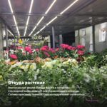 Хризантема мультифлора Gigi Dark Pink (срез/5шт) — откуда растение: вертикальная ферма Завода ФЛОРА в Кемерово