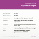Хризантема мультифлора Gigi Dark Pink (срез/5шт) — параметры сорта