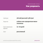 Хризантема мультифлора Gigi Dark Pink (срез/5шт) — как укоренить черенок