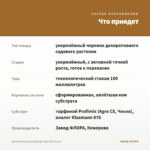 Хризантема мультифлора Gigi Gold (0,1л) — что приедет