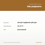 Хризантема мультифлора Gigi Gold (срез/5шт) — как укоренить черенок
