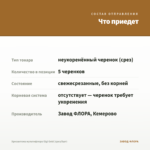 Хризантема мультифлора Gigi Gold (срез/5шт) — что приедет