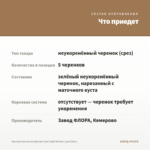 Хризантема мультифлора Goal Light Bronze (срез/5шт) — что приедет