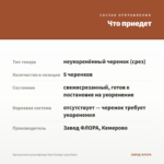Хризантема мультифлора Goal Orange (срез/5шт) — что приедет